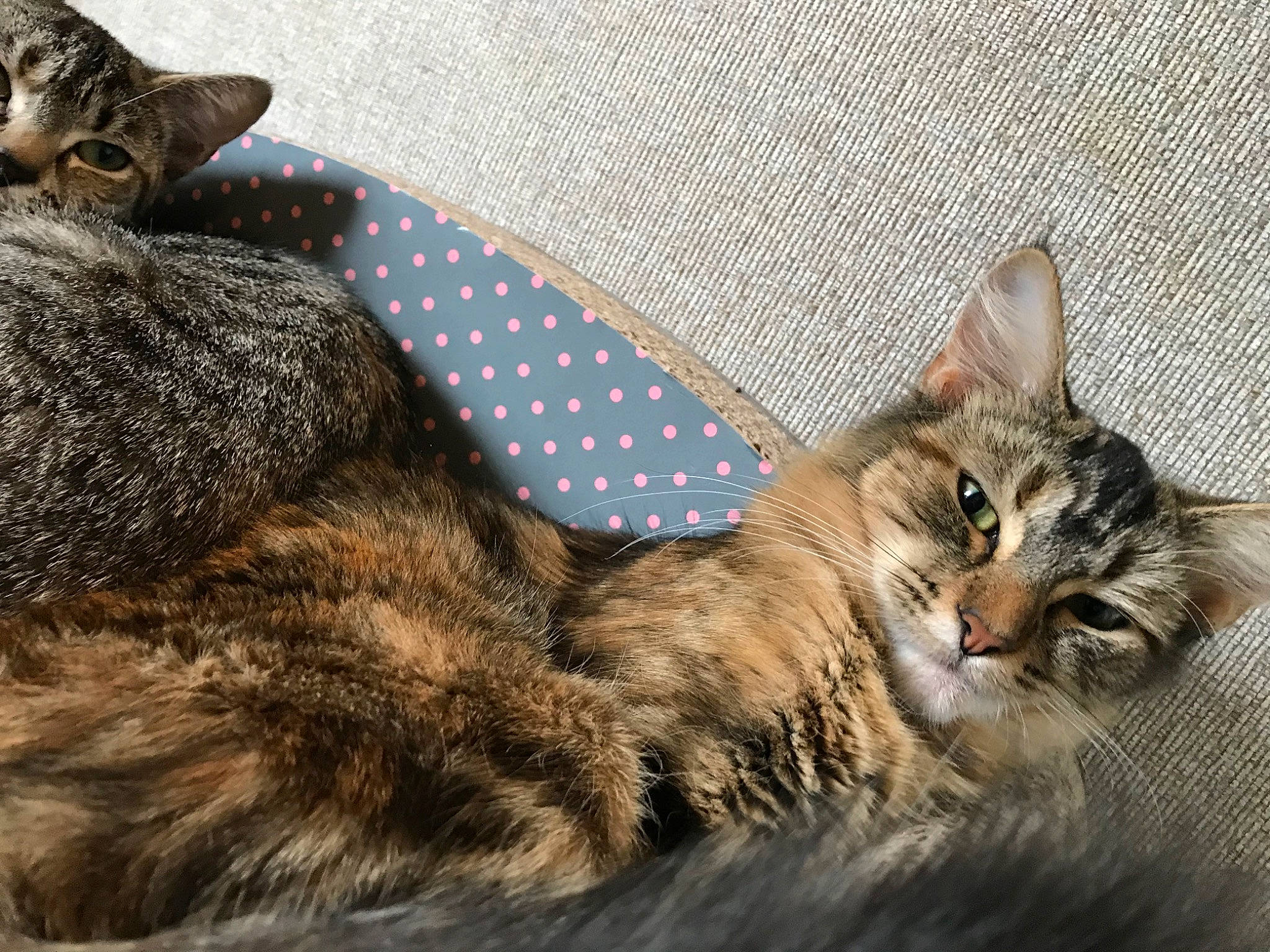 Binx is registered to the contest to win money with this photo: aegean_cat, asian, australian_mist, carnivore, cat, domestic_short_haired_cat, dragon_li, european_shorthair, felidae, fur, kitten, maine_coon, mammal, norwegian_forest_cat, pixie_bob, small_to_medium_sized_cats, tabby_cat, toyger, vertebrate, whiskers