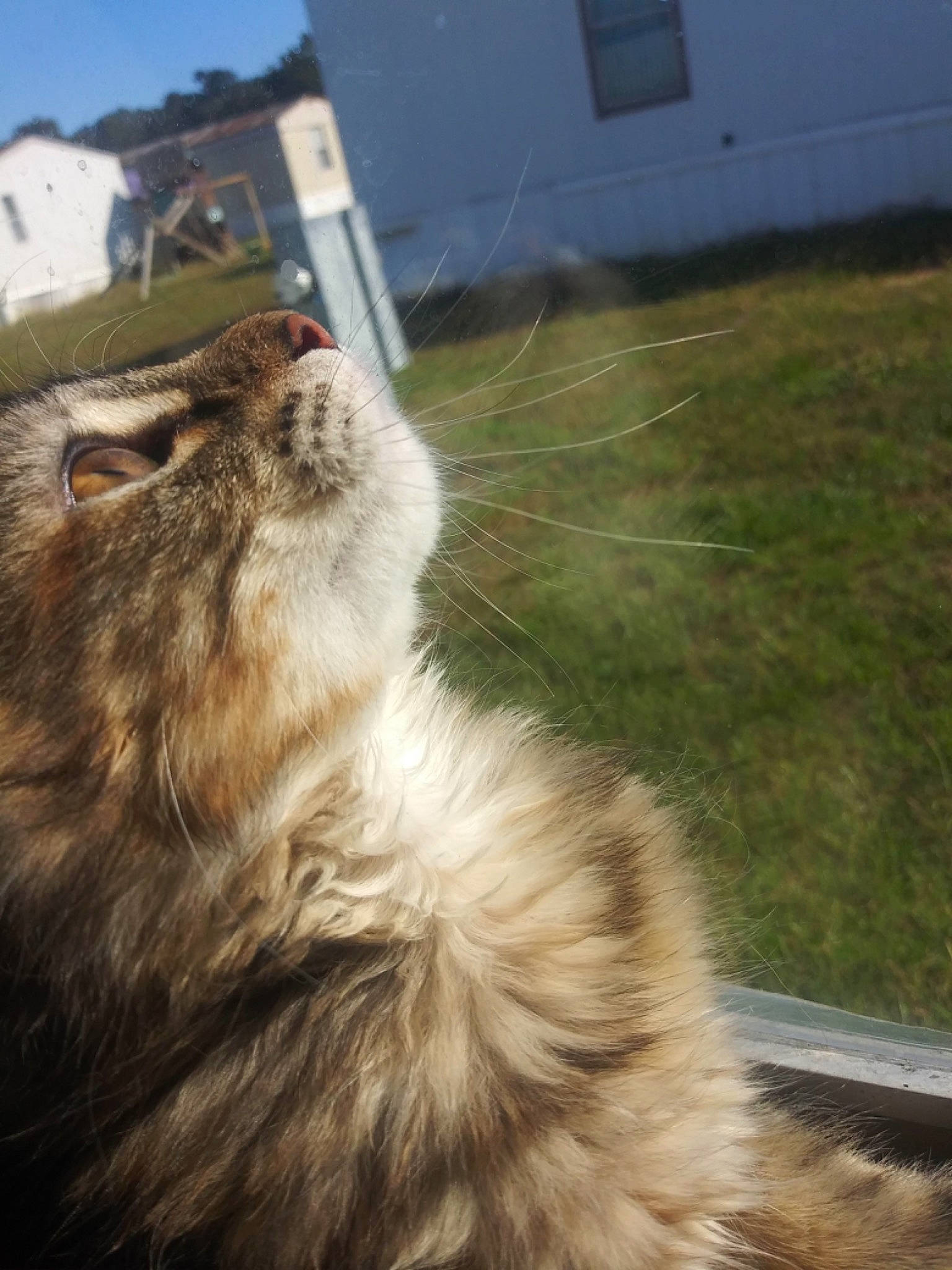 Binx joined the competition — help win amazing prizes! carnivore, cat, domestic_long_haired_cat, fawn, felidae, fur, grass, persian, small_to_medium_sized_cats, snout, tail, whiskers