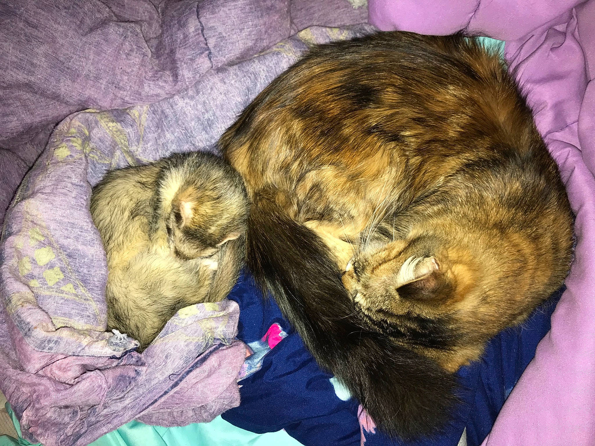 Binx joined the competition — help win amazing prizes! canidae, carnivore, cat, dog_breed, felidae, mammal, nap, puppy, sleep, small_to_medium_sized_cats, wolfdog