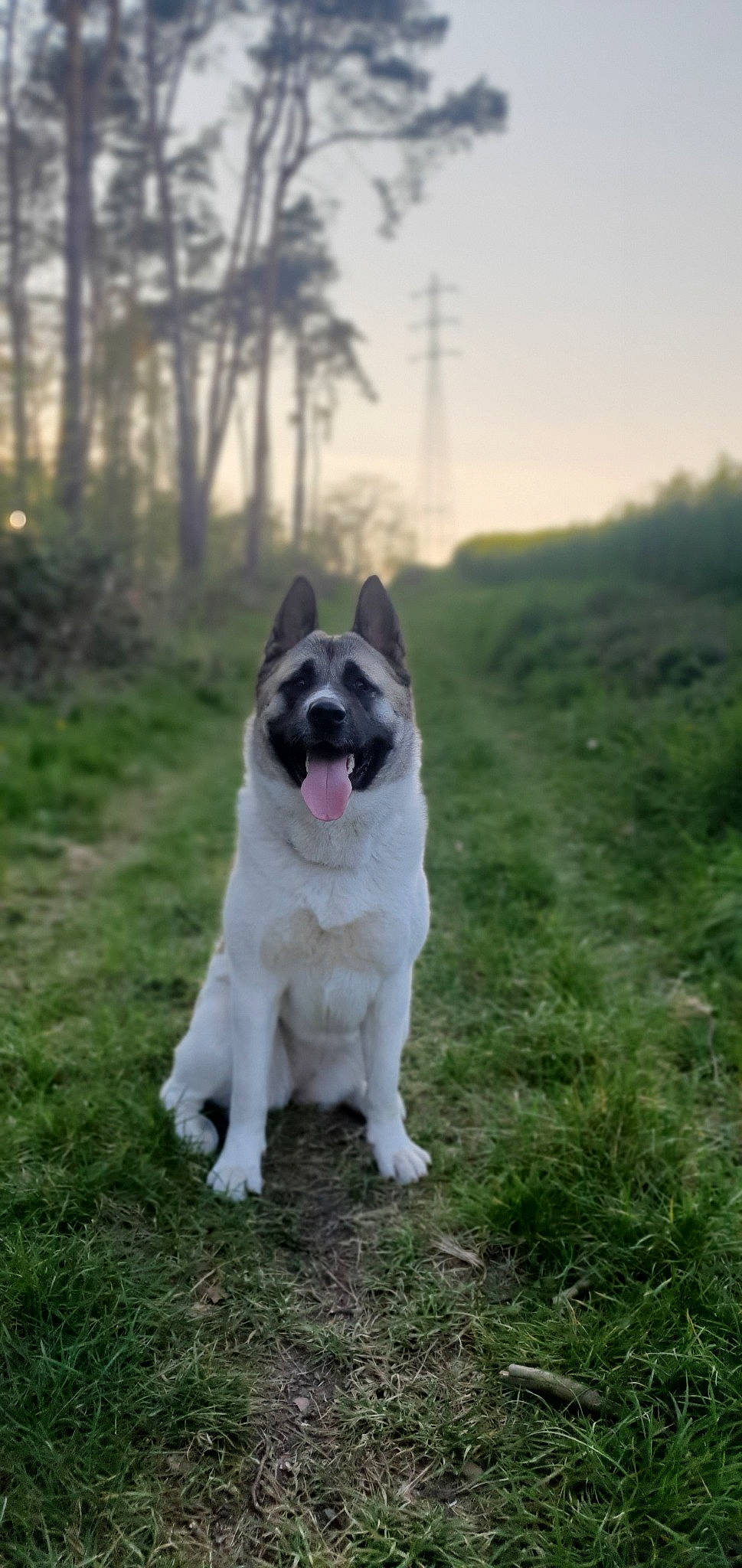 Ruby participe au concours pour gagner de l'argent avec cette photo : akita, canidae, carnivore, dog, dog_breed, fawn, grass, mammal, vertebrate