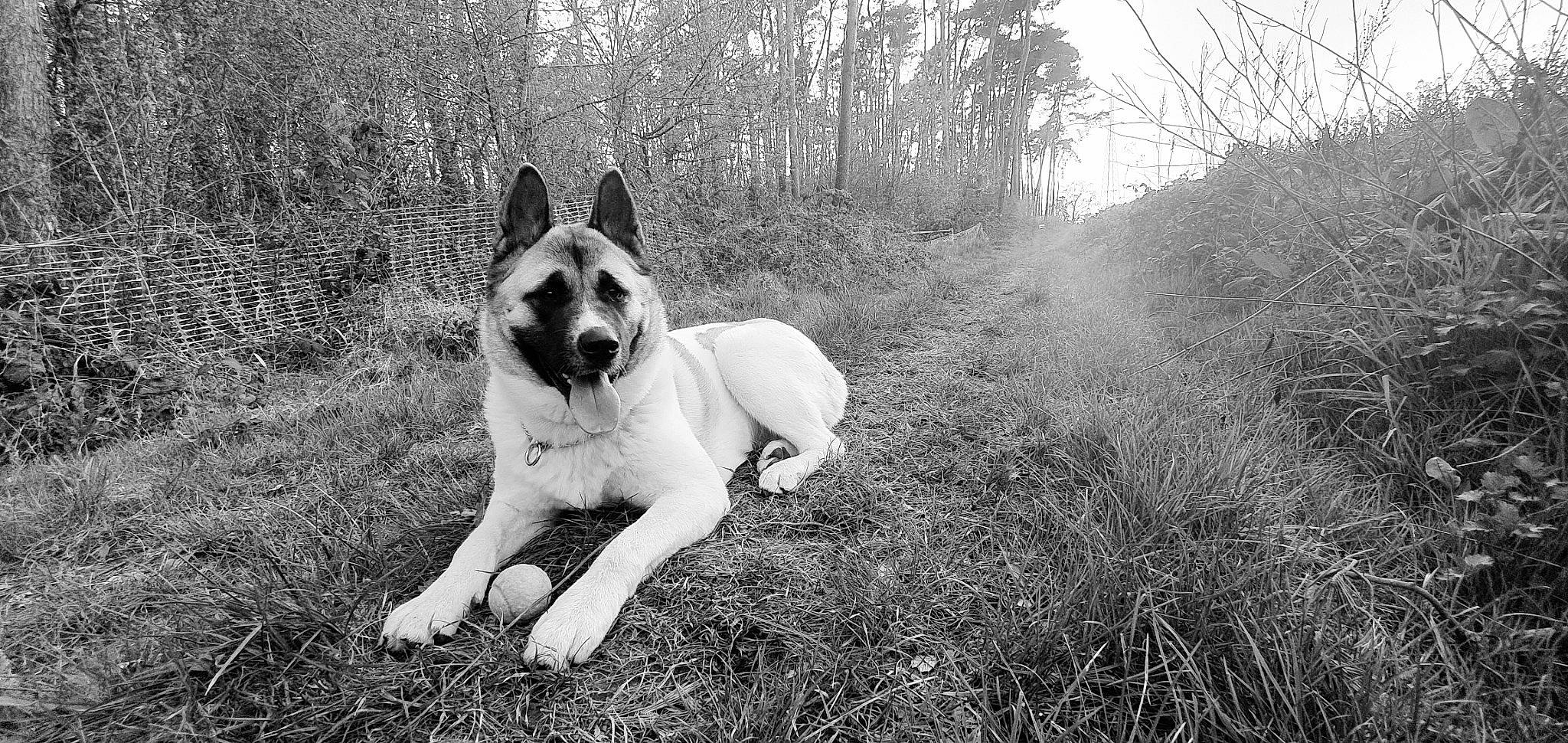 Ruby participe au concours pour gagner de l'argent avec cette photo : akita, black_and_white, canidae, carnivore, dog, dog_breed, east_european_shepherd, fawn, grass, mammal, monochrome, monochrome_photography, photography, stock_photography, tree, vertebrate, working_dog