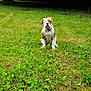 Akira a rejoint le concours — aidez-le/la à gagner de superbes lots ! dog, grass, outdoor, nature, pet, puppy, animal, greenery, tree, canine, collar, park, leaf, summer, sitting, young, cute, mammal, field, fur