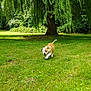 Akira a rejoint le concours — aidez-le/la à gagner de superbes lots ! dog, puppy, bulldog, grass, tree, outdoor, nature, greenery, park, sunlight, playing, pet, animal, canine, field, summer, daytime, leafy, young, happy
