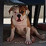 puppy, dog, bulldog, sitting, under_chair, concrete_floor, outdoor, pet, animal, cute, young, brown_and_white, ears, face, paws, legs, shadow, daylight, looking, curious