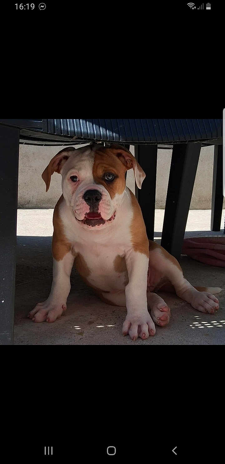 Akira a rejoint le concours — aidez-le/la à gagner de superbes lots ! puppy, dog, bulldog, sitting, under_chair, concrete_floor, outdoor, pet, animal, cute, young, brown_and_white, ears, face, paws, legs, shadow, daylight, looking, curious