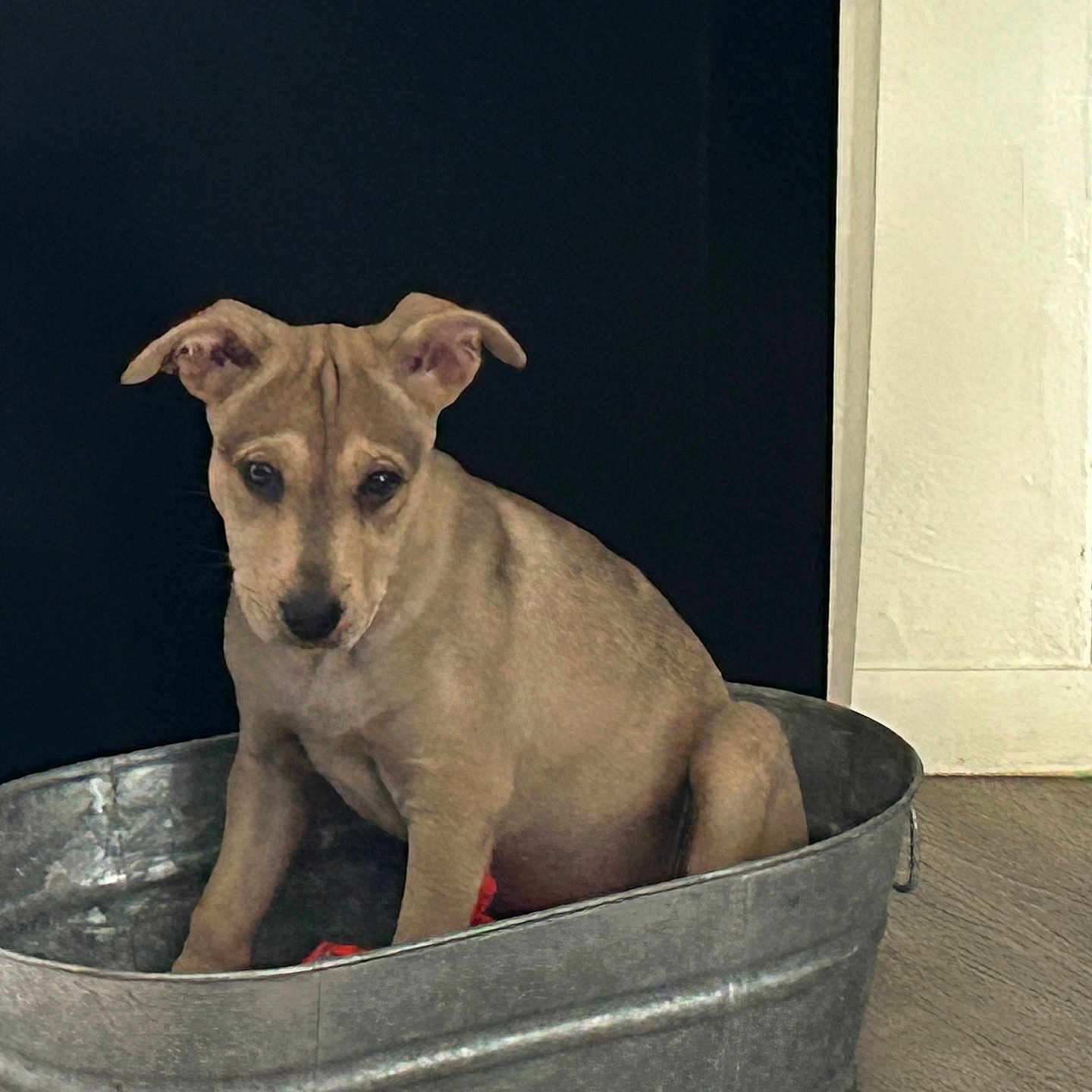 Dusty joined the competition — help win amazing prizes! puppy, dog, metal_tub, indoor, floor, wall, brown, pet, young_dog, canine, container, curious, shy, sitting, animal, domestic_animal, cute, small_dog, background, house