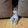 kitten, cat, cushion, wood_floor, curious, pet, indoor, furniture, soft_texture, paws, stretching, young_animal, whiskers, ears, gray_fur, striped, cute, small, cozy, home