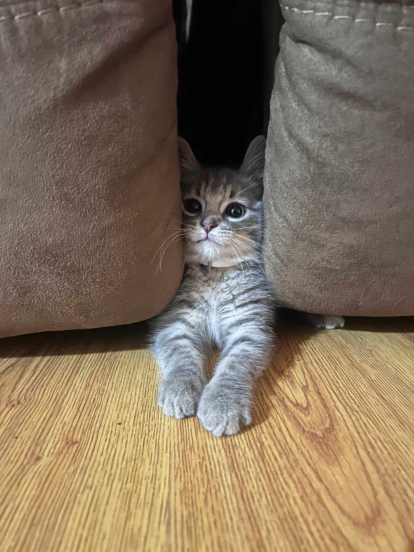 Smoke joined the competition — help win amazing prizes! kitten, cat, cushion, wood_floor, curious, pet, indoor, furniture, soft_texture, paws, stretching, young_animal, whiskers, ears, gray_fur, striped, cute, small, cozy, home