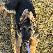 Nyla is registered to the contest to win money with this photo: german_shepherd, puppy, dog, leash, grass, outdoor, pet, animal, young_dog, ears, playful, curious, canine, fur, muzzle, eyes, paws, tan, black, lying_down