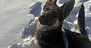 Nyla is registered to the contest to win money with this photo: dog, puppy, german_shepherd, snow, leash, outdoor, animal, pet, winter, sunlight, curious, ears, footprints, nature, cold, cute, young_dog, looking_up, playful, fur
