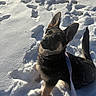 dog, puppy, german_shepherd, snow, leash, outdoor, animal, pet, winter, sunlight, curious, ears, footprints, nature, cold, cute, young_dog, looking_up, playful, fur