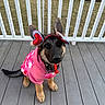 Nyla is registered to the contest to win money with this photo: dog, puppy, german_shepherd, pink_hoodie, heart_headband, pet, outdoor, deck, wooden_floor, railing, grass, cute, costume, animal, young_dog, sitting, ears_up, looking_up, collar, playful
