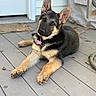 Nyla is registered to the contest to win money with this photo: german_shepherd, puppy, dog, pet, outdoor, deck, wood, curious, ears_up, collar, tag, animal, lying_down, brown, black, fur, face, young, cute, domestic