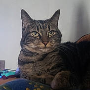 Eleven participe au concours pour gagner de l'argent avec cette photo : tabby_cat, cat, pet, indoor, cushion, striped_fur, whiskers, relaxed, animal, feline, closeup, resting, domestic_cat, mammal, cute, eyes, ears, fur, nose, paws