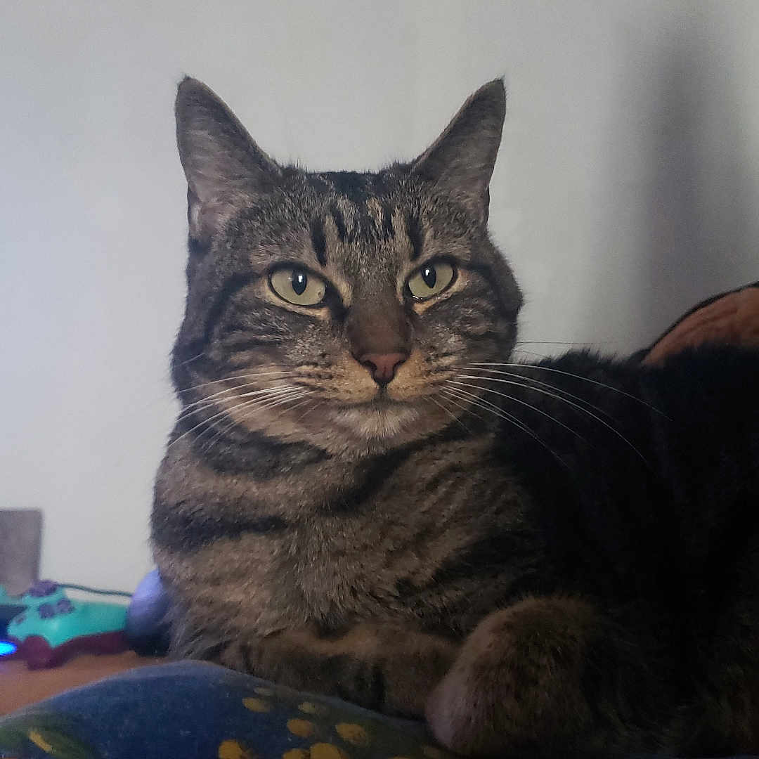 Eleven participe au concours pour gagner de l'argent avec cette photo : animal, cat, closeup, cushion, cute, domestic_cat, ears, eyes, feline, fur, indoor, mammal, nose, paws, pet, relaxed, resting, striped_fur, tabby_cat, whiskers