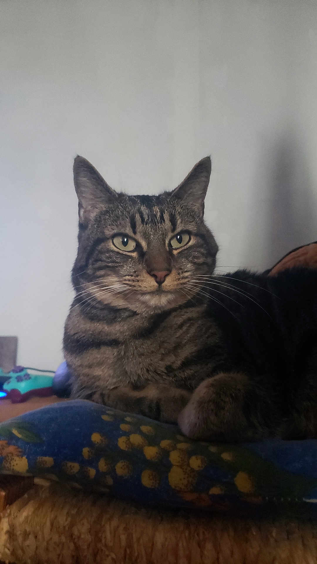 Eleven participe au concours pour gagner de l'argent avec cette photo : tabby_cat, cat, pet, indoor, cushion, striped_fur, whiskers, relaxed, animal, feline, closeup, resting, domestic_cat, mammal, cute, eyes, ears, fur, nose, paws