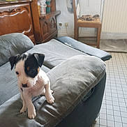 Vanille participe au concours pour gagner de l'argent avec cette photo : puppy, dog, couch, living_room, armrest, wooden_cabinet, chair, blanket, floor, tile_floor, pet, young_dog, domestic_animal, indoor, furniture, curious, white, black, small, cute