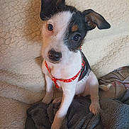 Vanille a rejoint le concours — aidez-le/la à gagner de superbes lots ! puppy, dog, pet, cute, red_harness, blanket, indoor, small_dog, black_and_white, fur, animal, sitting, curious, young_dog, canine, cozy, soft_texture, looking_up, ears, companion