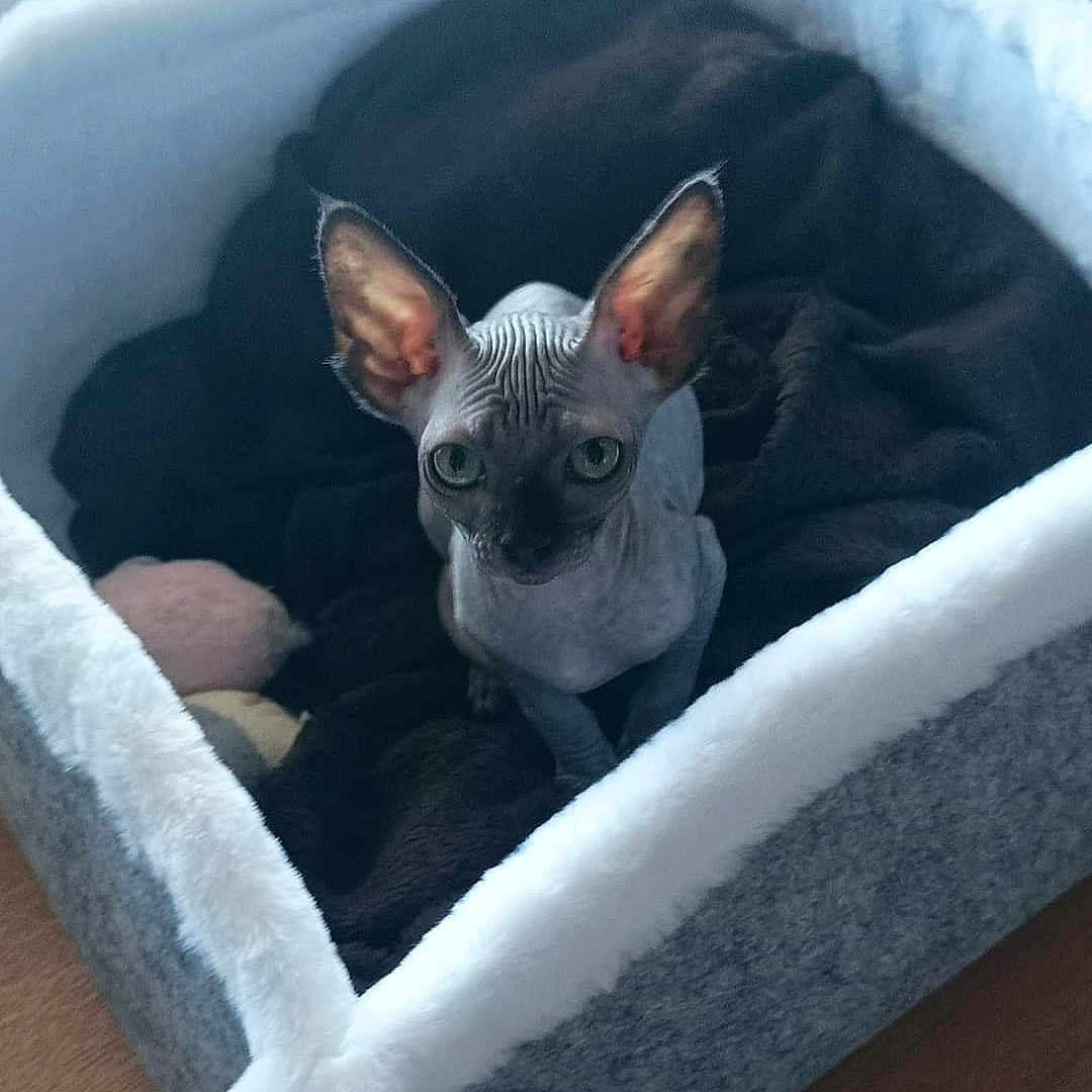 Isis participe au concours pour gagner de l'argent avec cette photo : animal, canine, cat, dog, dogbed, egyptiancat, kitten, pet