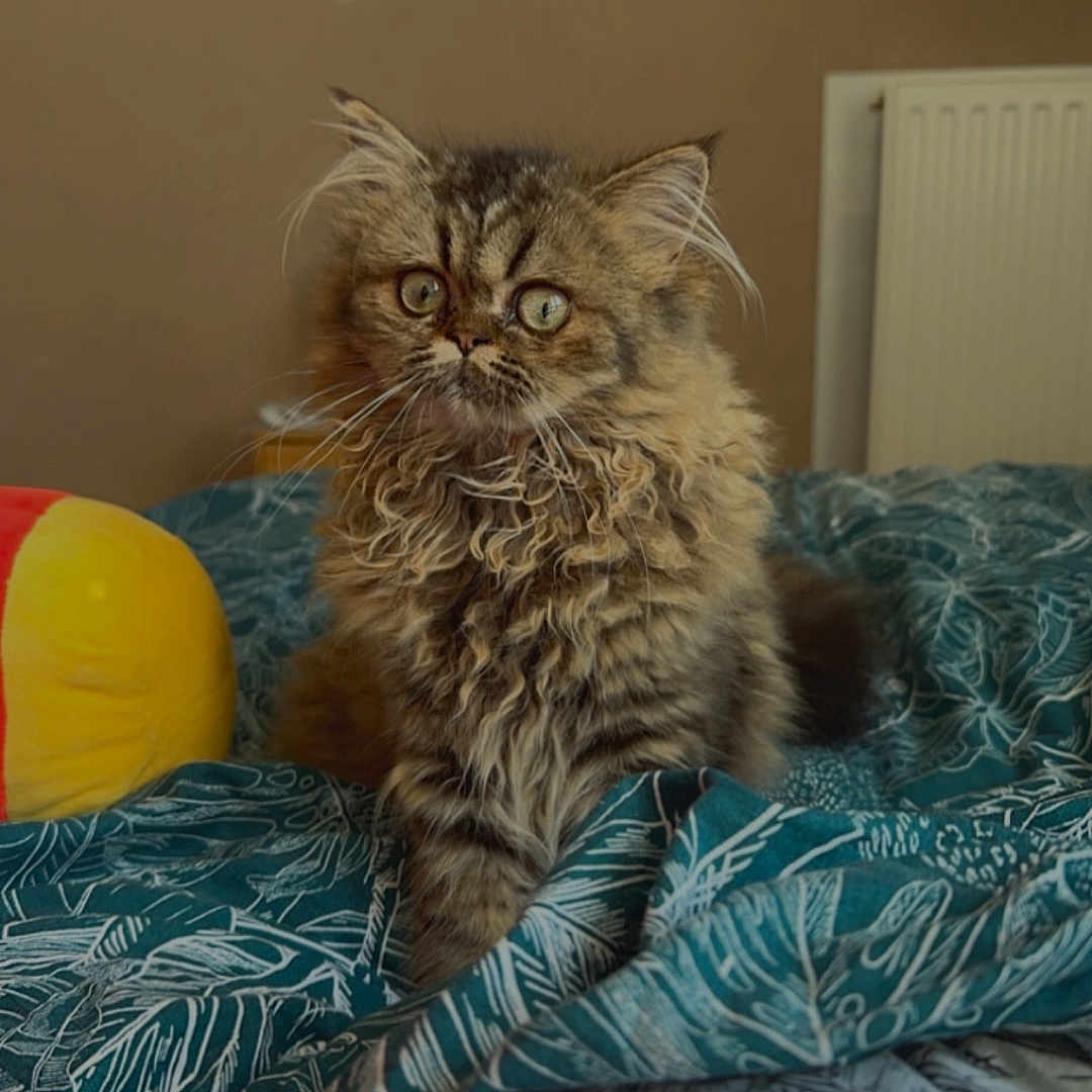 Vanille a rejoint le concours — aidez-le/la à gagner de superbes lots ! animal, bed, blanket, cat, cozy, cute, domestic, feline, fluffy, fur, heart_emoji, indoor, pattern, pet, red, relaxed, tabby, teal, whiskers, yellow