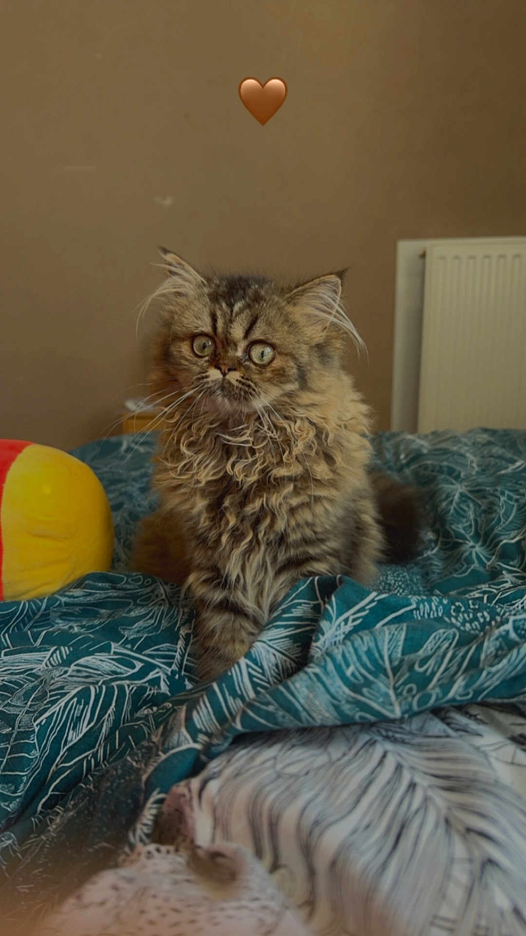 Vanille a rejoint le concours — aidez-le/la à gagner de superbes lots ! cat, tabby, fluffy, pet, bed, blanket, indoor, cute, animal, feline, pattern, teal, yellow, red, heart_emoji, fur, whiskers, domestic, relaxed, cozy