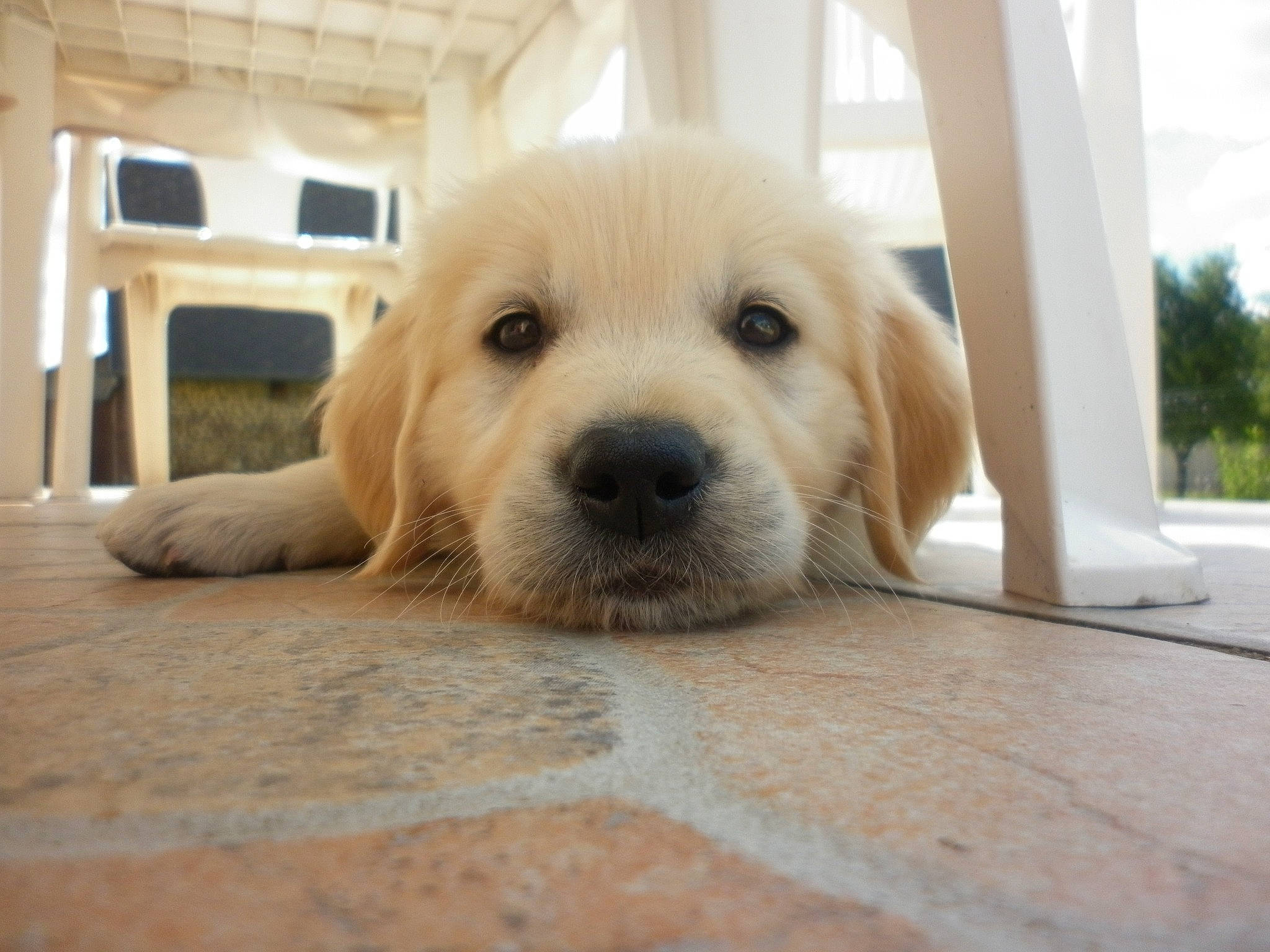 Gino a rejoint le concours — aidez-le/la à gagner de superbes lots ! canidae, carnivore, comfort, companion_dog, dog, dog_breed, fawn, floor, flooring, fur, hardwood, paw, pet_supply, snout, sporting_group, terrestrial_animal, whiskers, wood, wood_flooring, working_animal