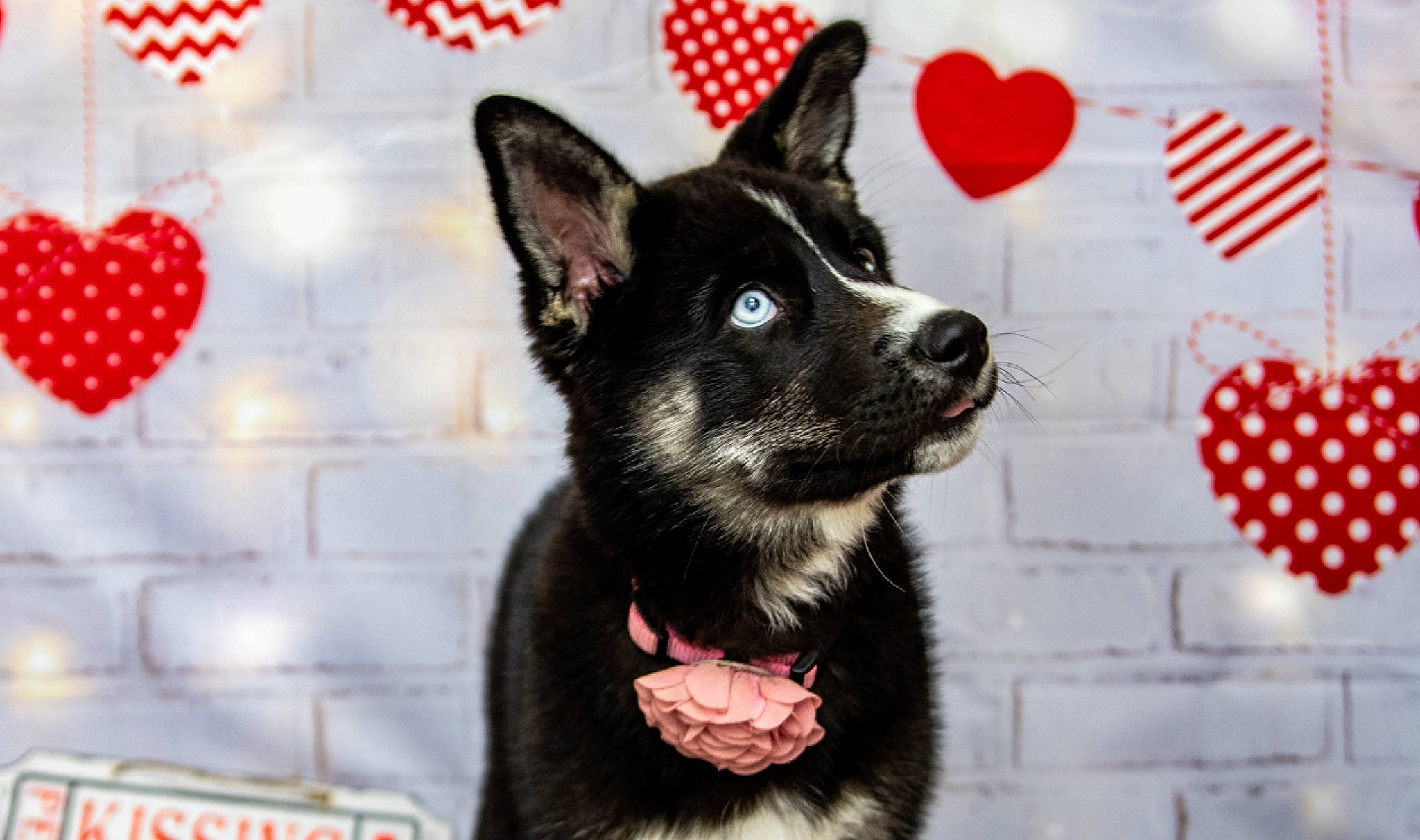 Memphis Mae joined the competition — help win amazing prizes! canidae, carmine, carnivore, collar, companion_dog, dog, dog_breed, dog_collar, dog_supply, event, fur, pattern, red, snout, sporting_group, terrestrial_animal, toy_dog, whiskers, white, working_animal