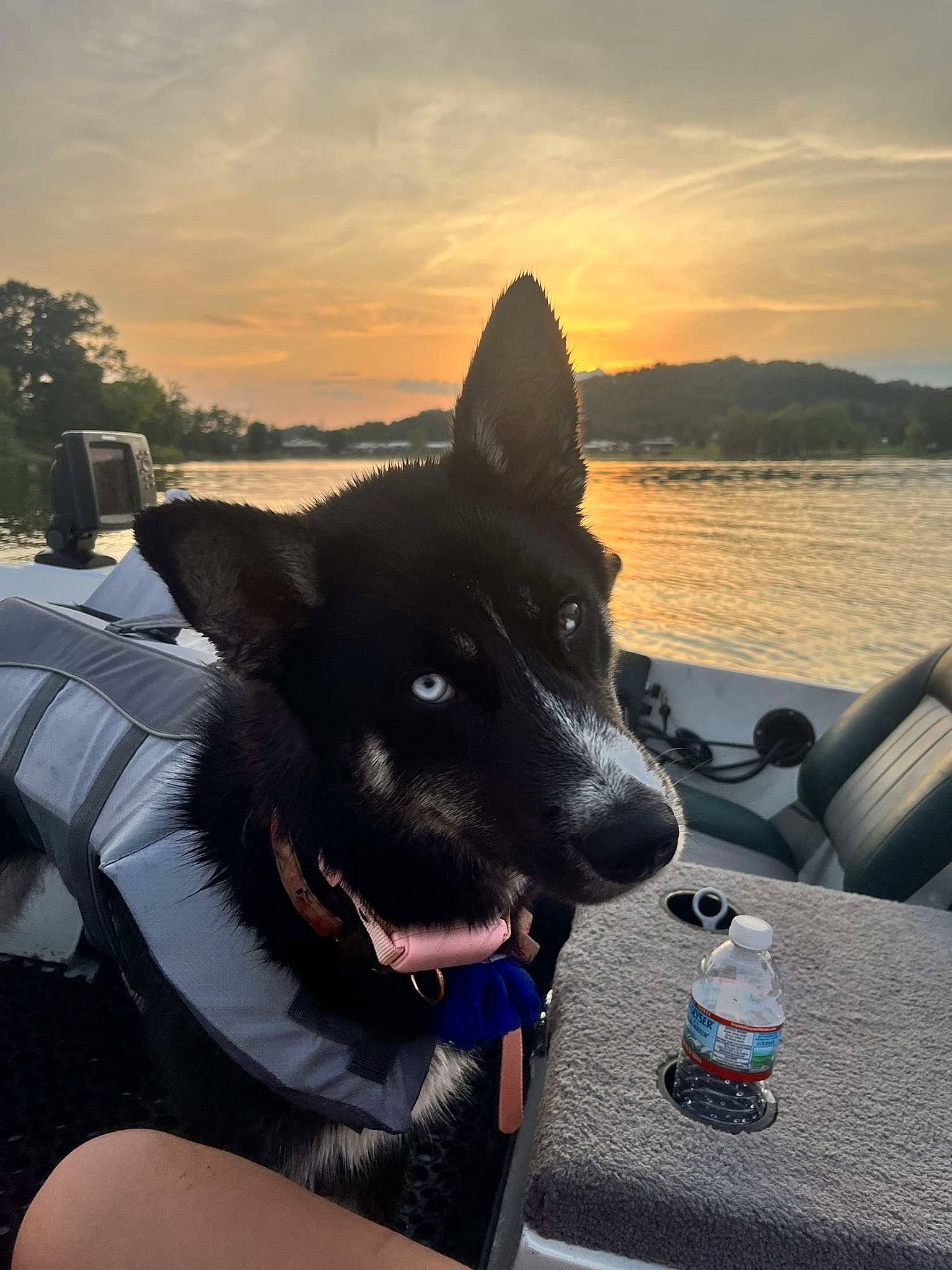 Memphis Mae is registered to the contest to win money with this photo: bottle, bottled_water, carnivore, cloud, collar, companion_dog, dog, dog_breed, dog_collar, happy, herding_dog, lake, leisure, plastic_bottle, sky, snout, sunlight, travel, water, water_bottle
