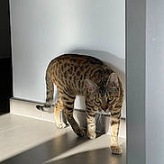 Saphir participe au concours pour gagner de l'argent avec cette photo : animal, cat, cautious, curious, domestic, ears, feline, floor, indoor, mammal, pet, shadow, spotted, striped, sunlight, tail, tile, walking, wall, whiskers