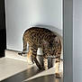 animal, cat, cautious, curious, domestic, ears, feline, floor, indoor, mammal, pet, shadow, spotted, striped, sunlight, tail, tile, walking, wall, whiskers
