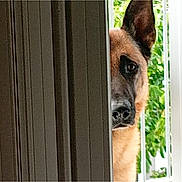 Nougat a rejoint le concours — aidez-le/la à gagner de superbes lots ! alert, animal, black_nose, brown_fur, curious, dog, door, ear, greenery, house, indoors, nose, partial_view, peeking, pet, portrait, quiet, vertical_lines, watchful, window
