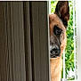 alert, animal, black_nose, brown_fur, curious, dog, door, ear, greenery, house, indoors, nose, partial_view, peeking, pet, portrait, quiet, vertical_lines, watchful, window