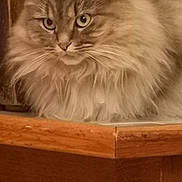 Moun participe au concours pour gagner de l'argent avec cette photo : cat, fluffy, fur, wood, indoor, pet, animal, closeup, face, eyes, whiskers, corner, feline, mammal, cute, portrait, resting, looking, domestic, soft