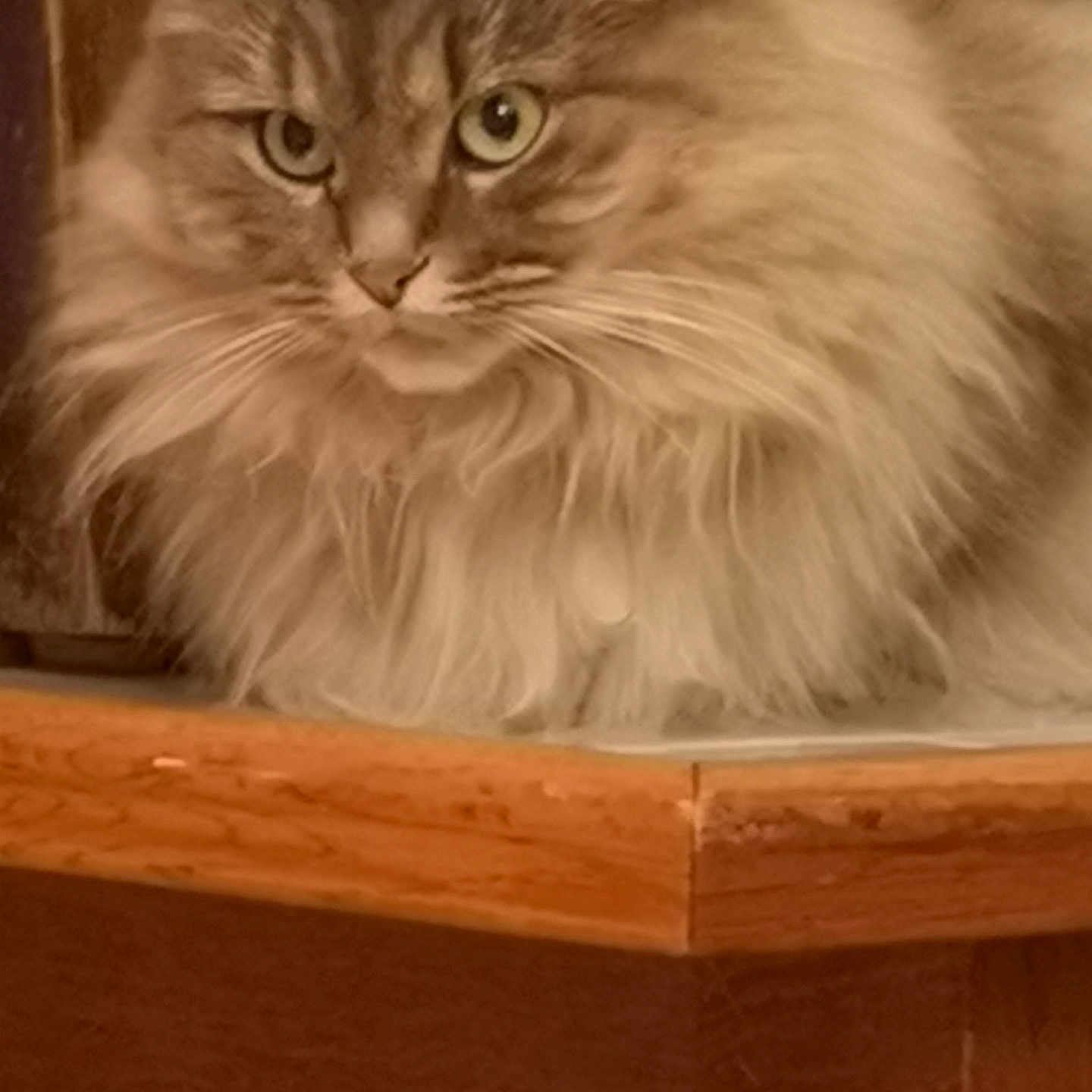 Moun participe au concours pour gagner de l'argent avec cette photo : animal, cat, closeup, corner, cute, domestic, eyes, face, feline, fluffy, fur, indoor, looking, mammal, pet, portrait, resting, soft, whiskers, wood