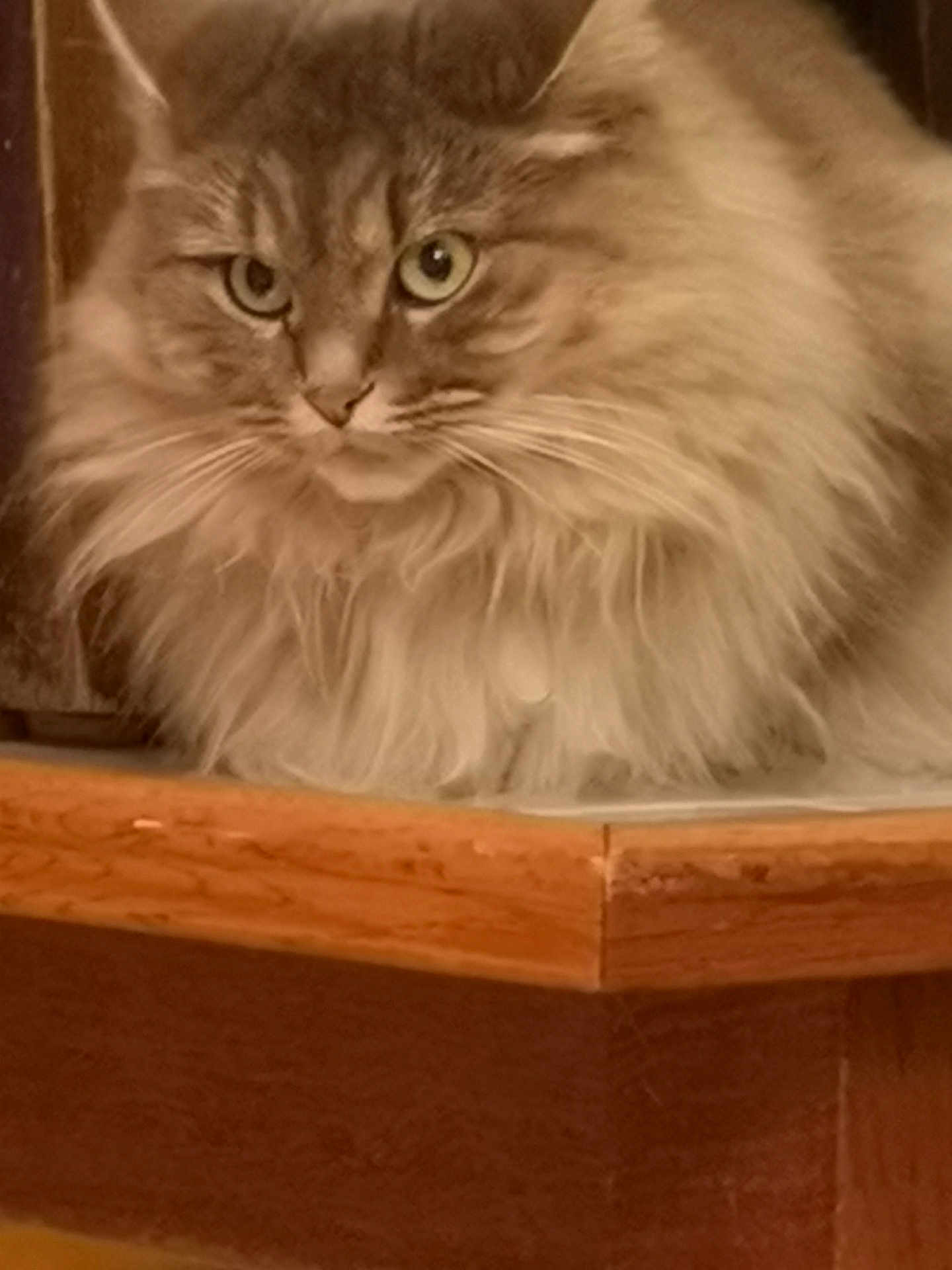 Moun participe au concours pour gagner de l'argent avec cette photo : cat, fluffy, fur, wood, indoor, pet, animal, closeup, face, eyes, whiskers, corner, feline, mammal, cute, portrait, resting, looking, domestic, soft