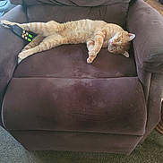 Kitty joined the competition — help win amazing prizes! cat, sleeping, armchair, remote_control, indoor, furniture, pet, ginger_cat, cozy, relaxing, paw, carpet, home, resting, cute, domestic_cat, fluffy, comfortable, living_room, napping