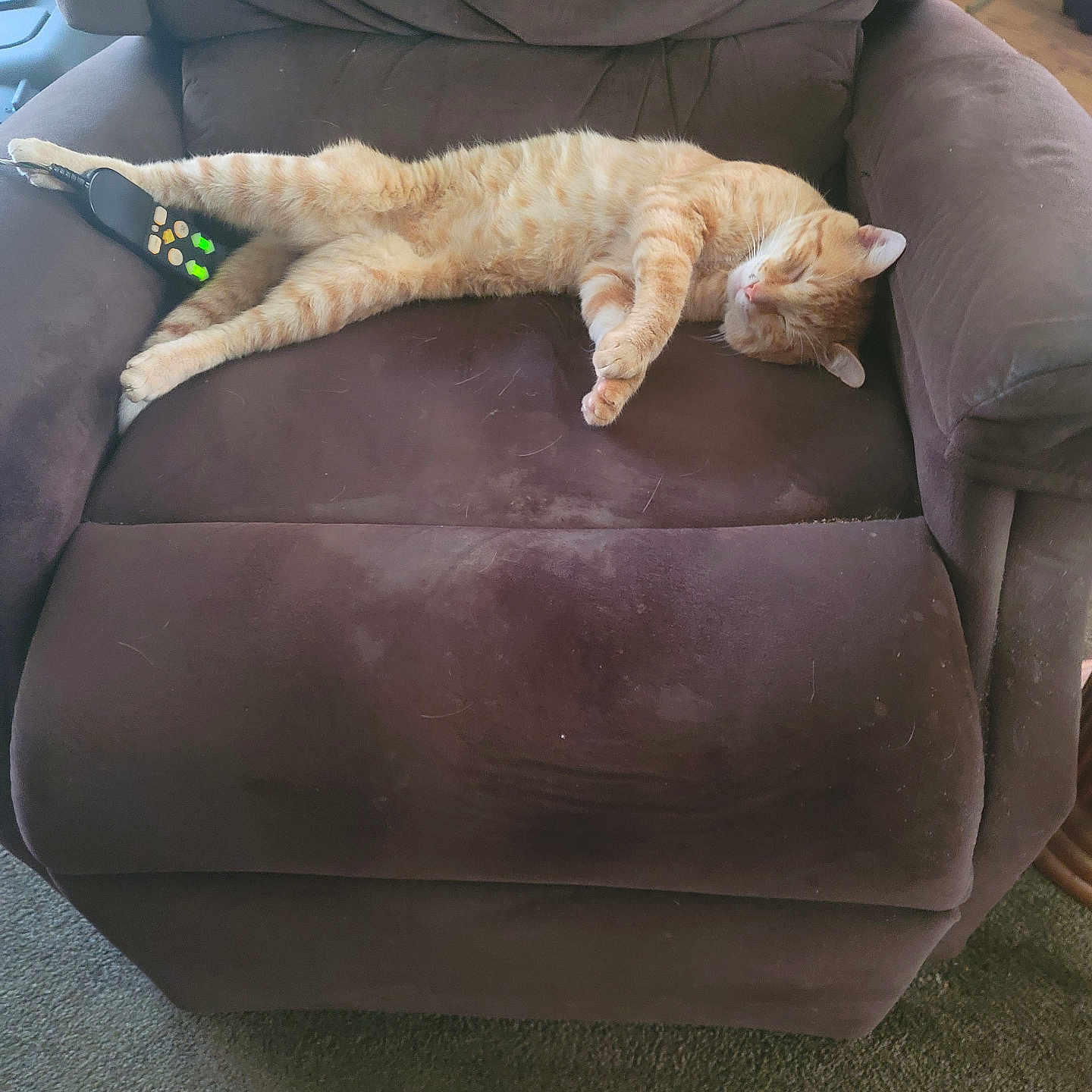 Kitty joined the competition — help win amazing prizes! cat, sleeping, armchair, remote_control, indoor, furniture, pet, ginger_cat, cozy, relaxing, paw, carpet, home, resting, cute, domestic_cat, fluffy, comfortable, living_room, napping