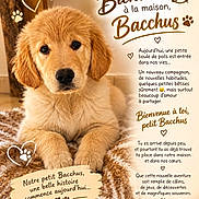 Bacchus a rejoint le concours — aidez-le/la à gagner de superbes lots ! puppy, dog, golden_retriever, golden_fur, fluffy, portrait, close_up, sitting, lying_down, indoors, blanket, carpet, brown, adorable, cute, eyes, nose, paws, hearts, text_overlay