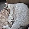 animal, cat, closeup, comfort, cozy, cushion, cute, fluffy, fur, furniture, gray, home, indoor, paw, pet, relaxed, resting, sleeping, soft, white