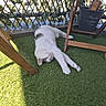 animal, artificial_grass, balcony, cat, cozy, daylight, fur, gray_spots, greenery, indoor_outdoor, leafy_fence, paws, pet, relaxed, resting, stretching, sunlight, whiskers, white_cat, wooden_chair