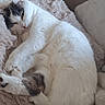 animal, calm, cat, close_up, comfort, cozy, cute, domestic_cat, fur, furniture, home, indoor, pet, plush_blanket, relaxed, resting, sleeping, soft_texture, tail, white_cat