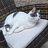 animal, calm, cat, chair, curious, cushion, domestic_cat, feline, fur, gray_cat, outdoor, patio, pet, relaxing, resting, seated, side_view, tile_floor, white_cat, wicker_chair