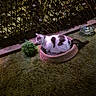 Lilou participe au concours pour gagner de l'argent avec cette photo : animal, bed, black_spots, calm, cat, cozy, fence, grass, lattice, leafy, nature, night, outdoor, pet, plant, quiet, relaxing, small_bed, water_bowl, white_cat