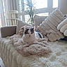 blanket, cat, comfortable, cozy, curtain, fur, furniture, gray, home, indoor, living_room, pet, pillow, plant, relaxing, resting, sofa, soft, white, window