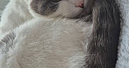 Lilou a rejoint le concours — aidez-le/la à gagner de superbes lots ! animal, blanket, cat, cozy, cute, domestic, ears, feline, fur, gray, indoor, pet, relaxed, resting, sleepy, soft, tail, whiskers, white, window