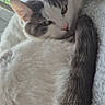 animal, blanket, cat, cozy, cute, domestic, ears, feline, fur, gray, indoor, pet, relaxed, resting, sleepy, soft, tail, whiskers, white, window