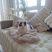 Lilou participe au concours pour gagner de l'argent avec cette photo : blanket, cat, comfortable, couch, cozy, curtain, domestic, fluffy, furniture, home, indoor, natural_light, pet, pillow, plant, quiet, relaxed, resting, soft, window