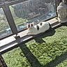 Lilou participe au concours pour gagner de l'argent avec cette photo : artificial_grass, balcony, black_spots, buddha_statue, car, cat, daylight, fence, glass, nature, outdoor, pet, quiet, relaxing, resting, shadow, sunlight, tree, white_cat, window