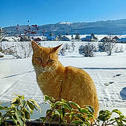 Peyto a rejoint le concours — aidez-le/la à gagner de superbes lots ! cat, ginger_cat, window, plants, snow, outdoor, sky, blue_sky, sunlight, nature, winter, snowy_landscape, house, bushes, daylight, pet, animal, fur, green_leaves, calm