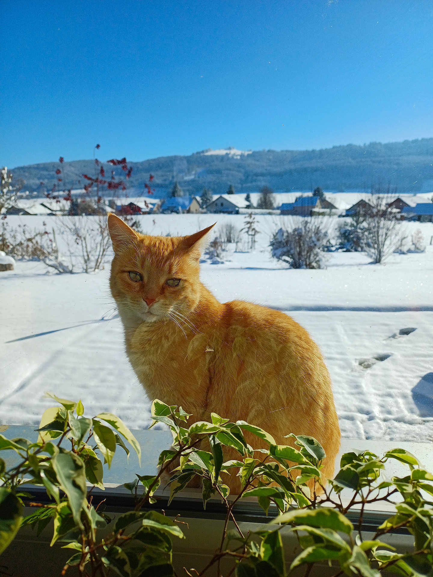 Peyto a rejoint le concours — aidez-le/la à gagner de superbes lots ! cat, ginger_cat, window, plants, snow, outdoor, sky, blue_sky, sunlight, nature, winter, snowy_landscape, house, bushes, daylight, pet, animal, fur, green_leaves, calm